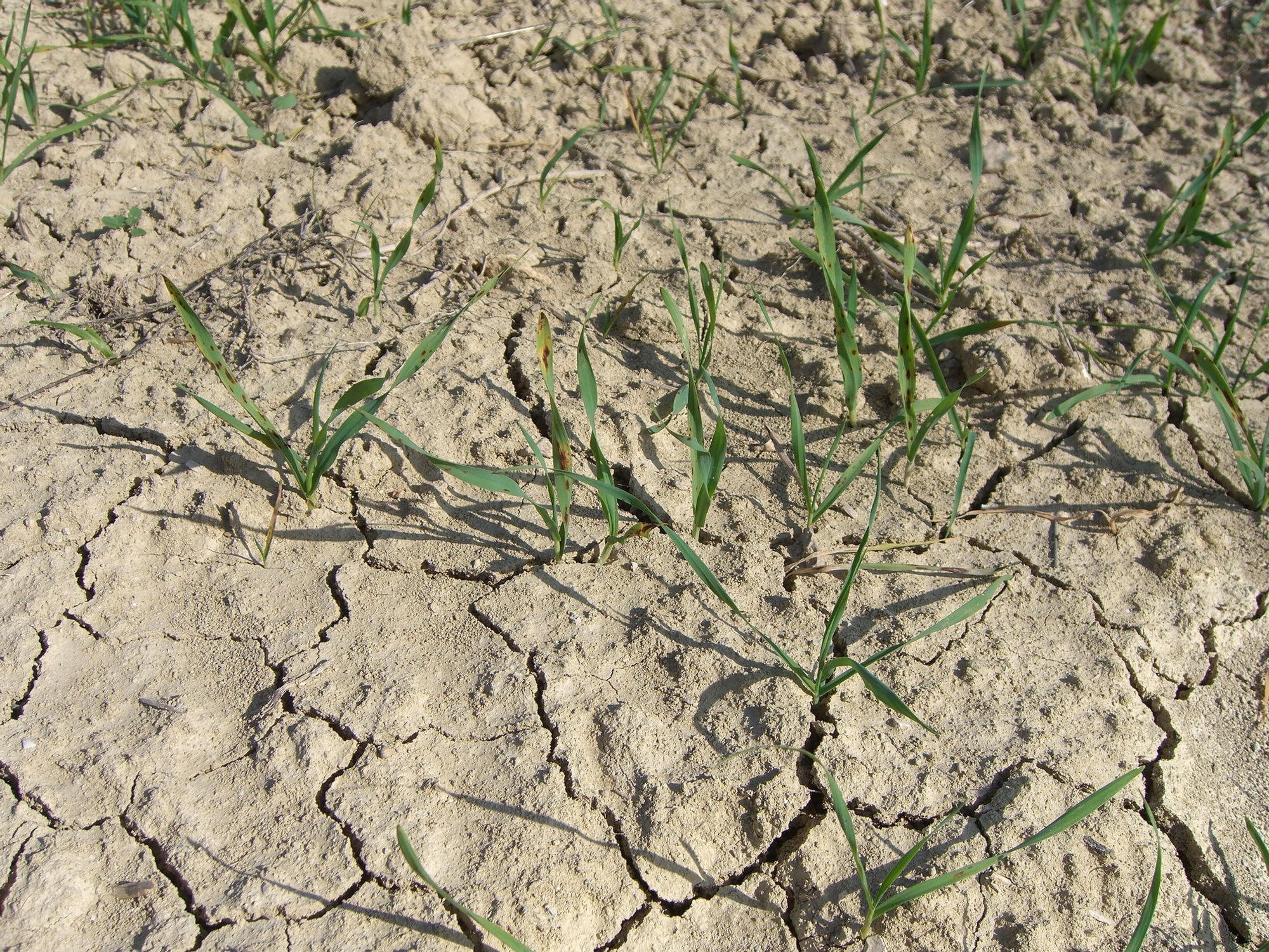 Imagen de un campo balear afectado por la sequía