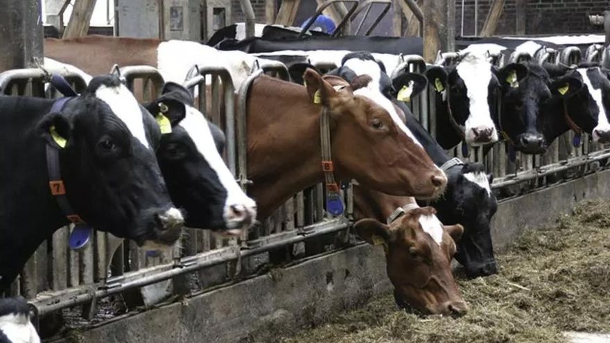 Alerta en el Cabildo de Tenerife “ante la disminución progresiva  de los censos ganaderos, tanto en cabezas como en explotaciones”