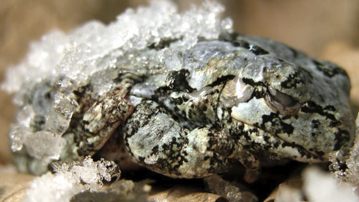 Esta rana se congela por completo cada invierno y su secreto podría ayudar a conservar órganos humanos durante más tiempo