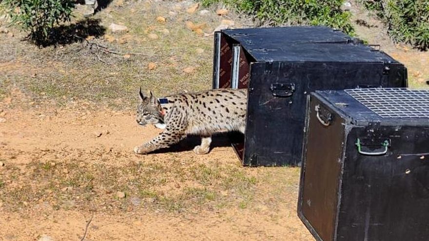 La población de linces en Extremadura alcanza los 176 ejemplares tras las últimas liberaciones