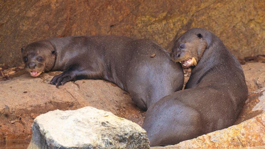Nacen tres crías de nutria gigante, en peligro de extinción, en Bioparc Fuengirola