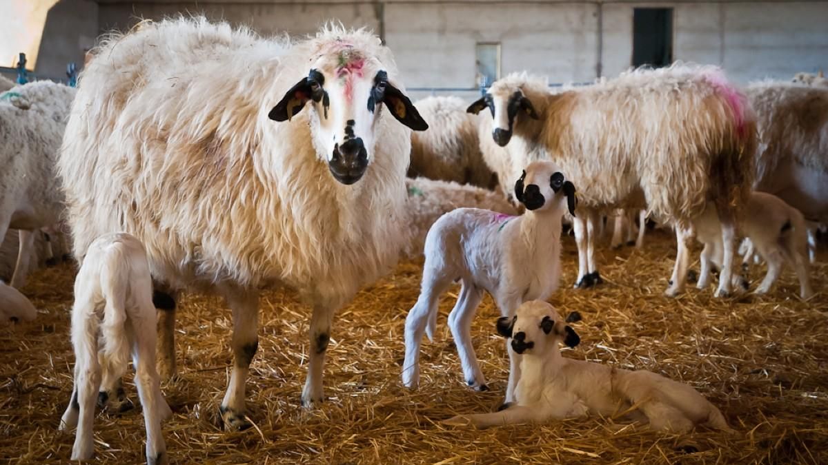Científicos de la ULE identifican genes para mejorar la producción y la salud de las ovejas lecheras