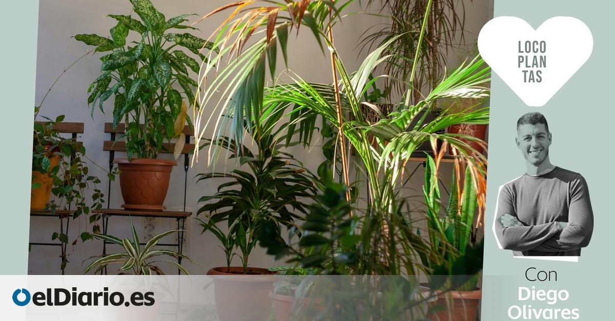 ¿Por qué se le caen las hojas a tus plantas?