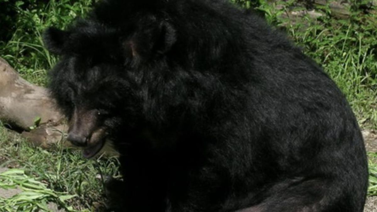 Actualmente solo hay un gran depredador en Taiwán