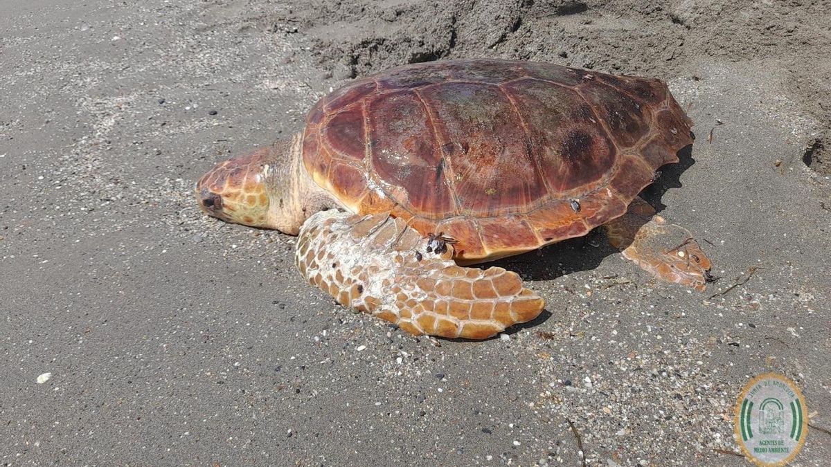 Una tortuga boba desova casi un centenar de huevos en Mojácar (Almería)