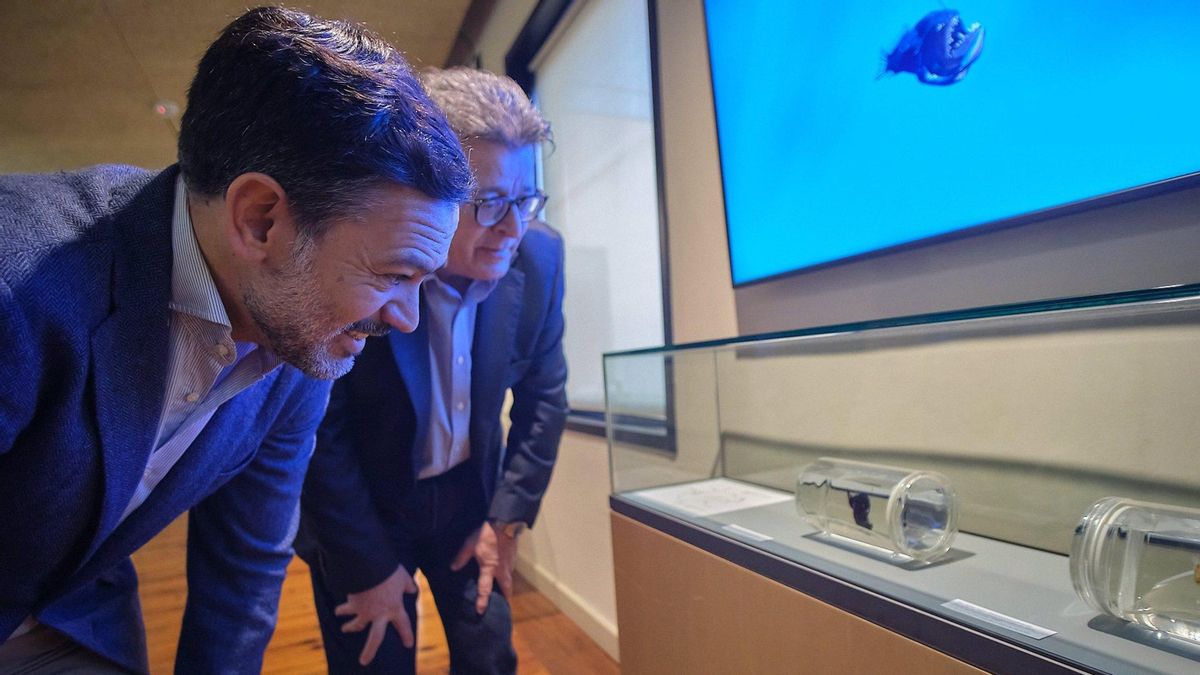 El vicepresidente del Cabildo de Tenerife, Lope Afonso, y el consejero de Cultura, José Carlos Acha, observan el ejemplar de 'pez diablo' expuesto en una sala del MUNA