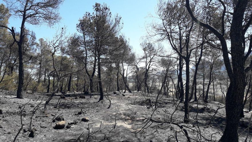 Cada vez hay menos incendios, pero son más localizados y más virulentos