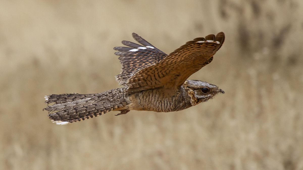 Un chotacabras adulto en pleno vuelo durante el crepúsculo.