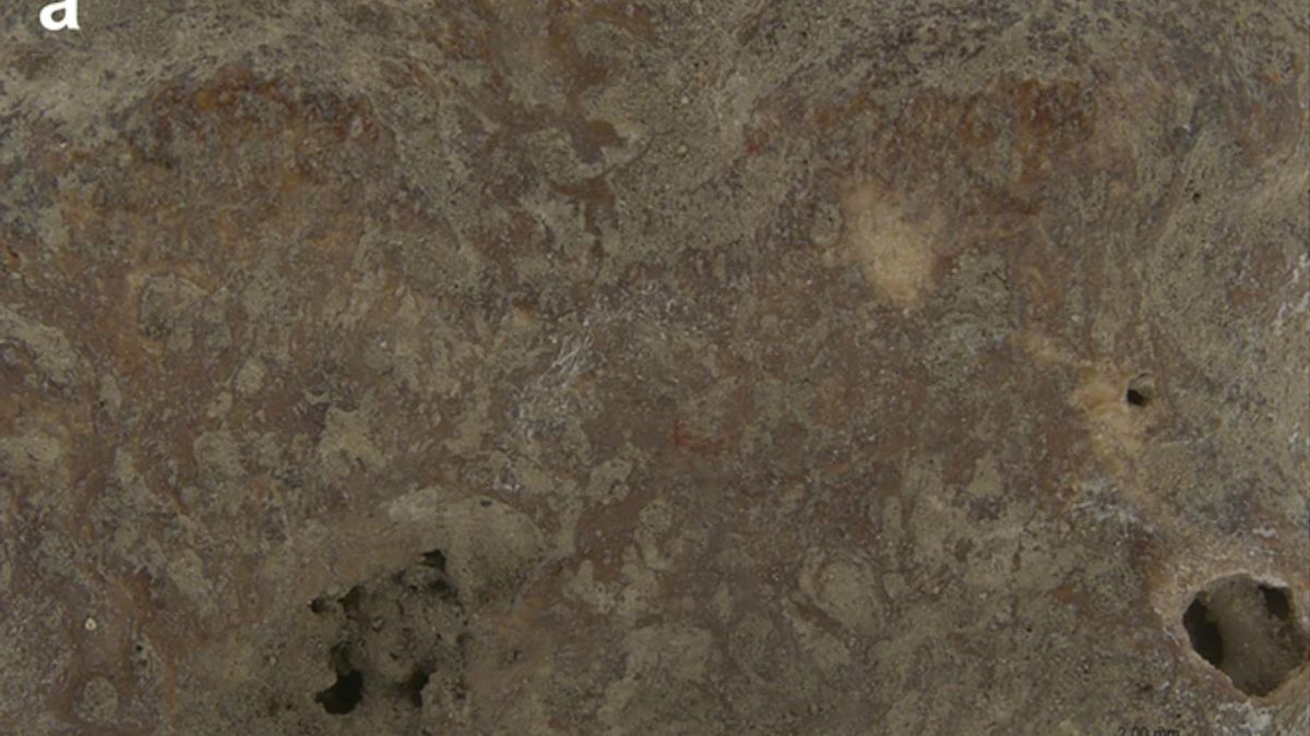 Descubren que un canguro gigante sobrevivió en Nueva Guinea hasta hace 5.300 años