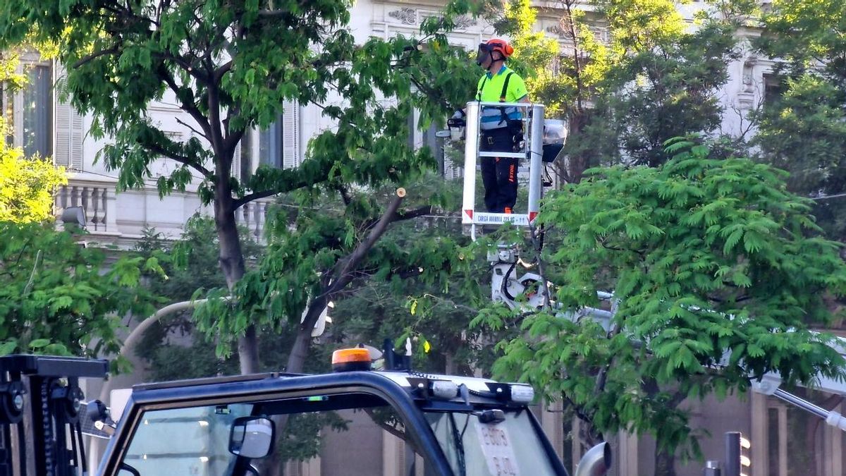 Almeida retira seis árboles de la plaza de Cibeles para abrir espacio al escenario del Papa: "Se volverán a plantar"