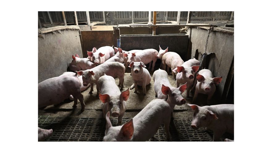 Lechones estampados contra las paredes, cadáveres, heridas… Otra granja porcina infernal con certificado de “bienestar animal”