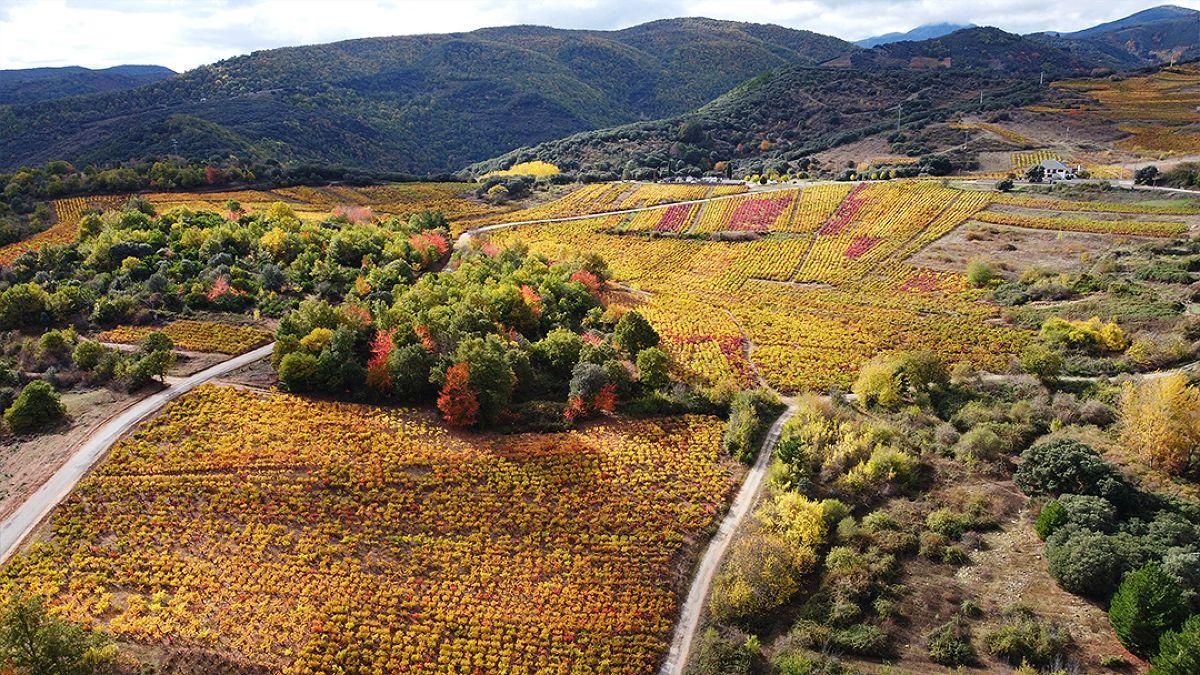 La Denominación de Origen Bierzo inicia en mayo la renovación catastral del viñedo en Toral de los Vados