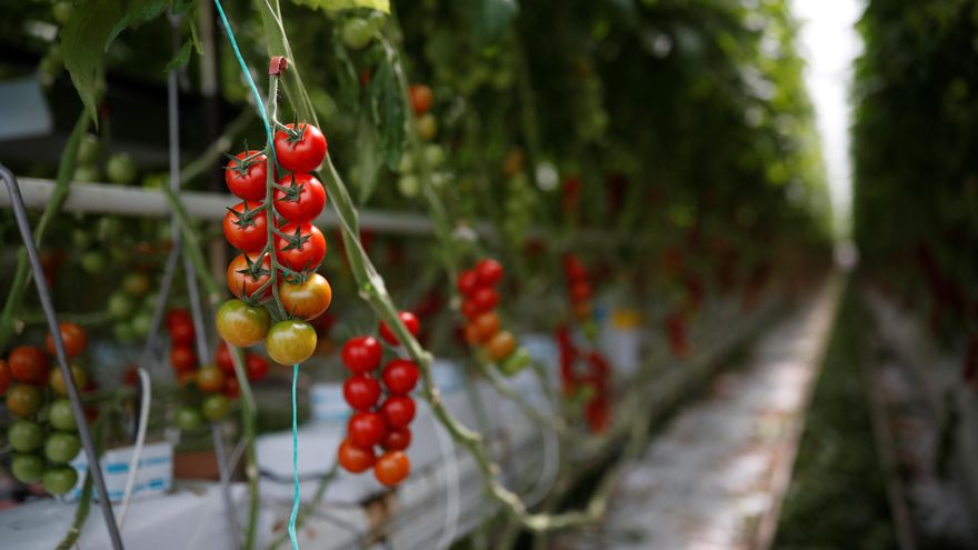 Tomateras, berenjenas y rúcula para luchar contra el cáncer