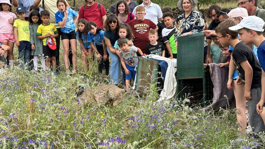 Nueva cifra "récord" del lince ibérico en Castilla-La Mancha con 715 ejemplares