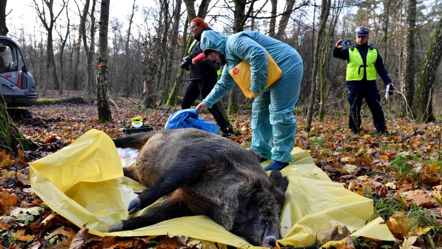 Sin lobos, comida humana fácil y huida rural: las causas del 'boom' de jabalíes detrás de la peste porcina