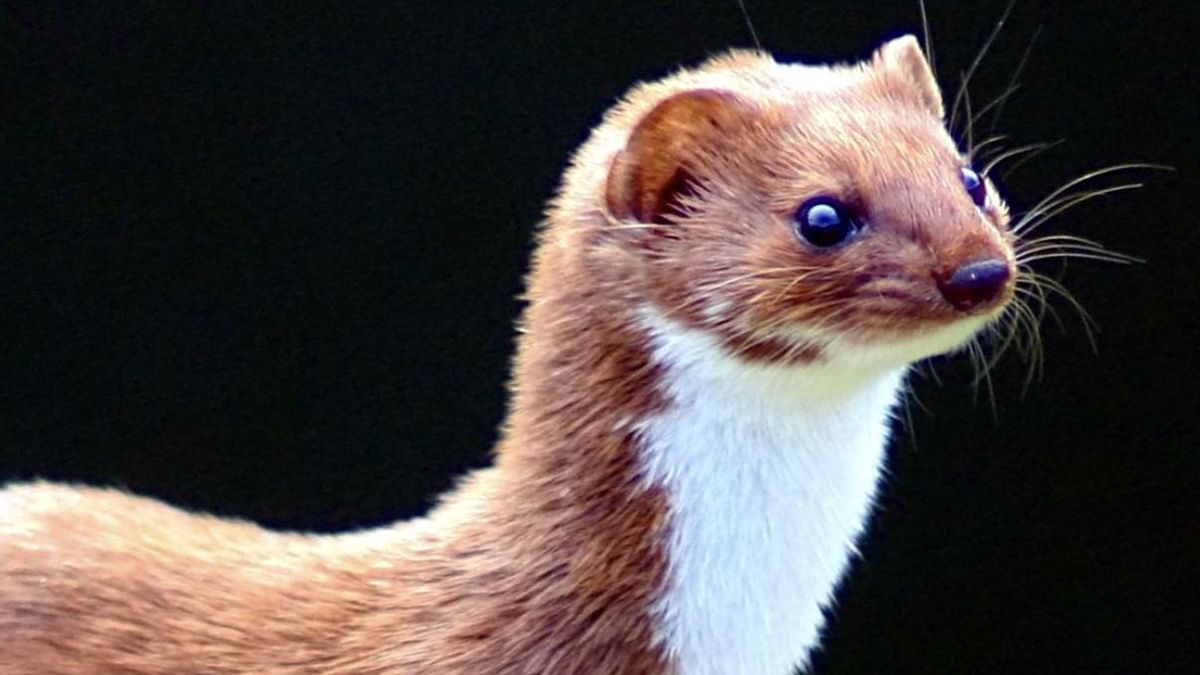 Mantener un órgano grande cuando falta comida supone un esfuerzo enorme para especies con metabolismo alto