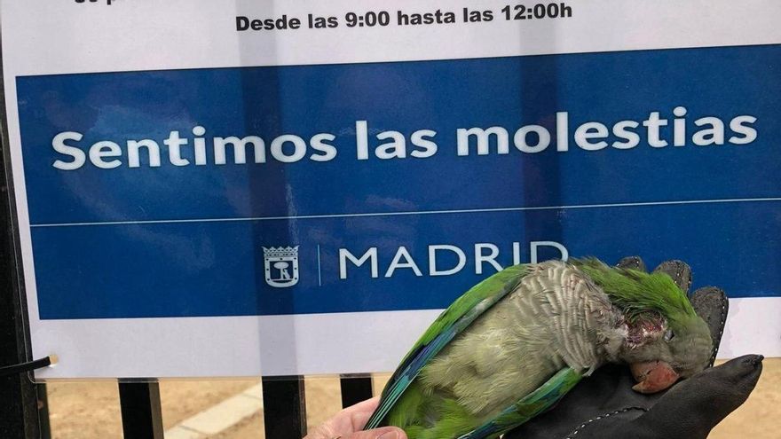 Almeida contrata a una empresa para que mate a tiros a las cotorras de Madrid