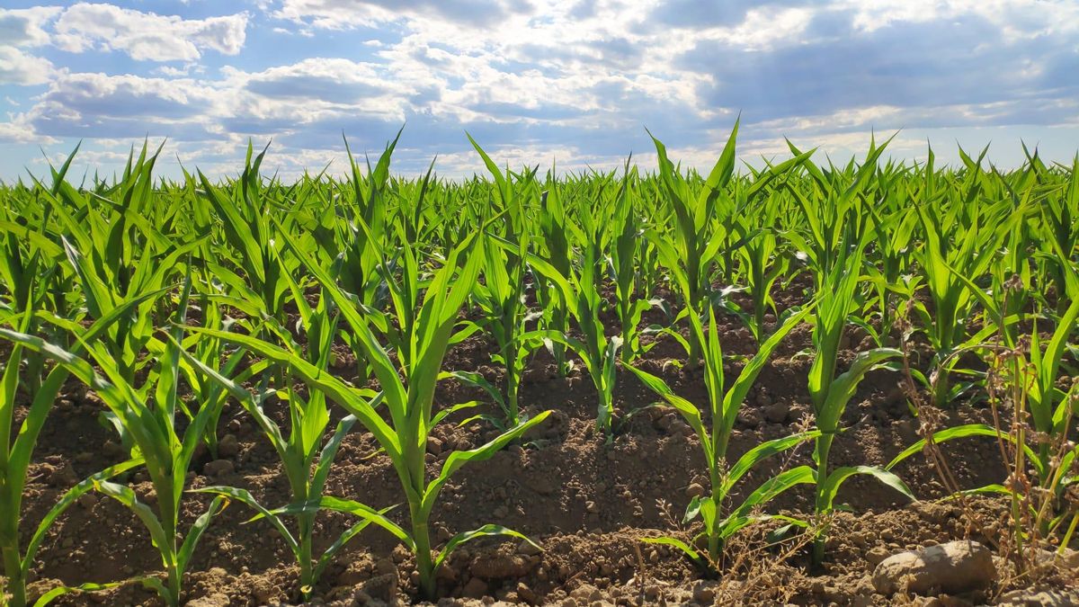 Un estudio de la Universidad de León advierte del impacto económico y social del colapso agrícola ligado al cambio climático
