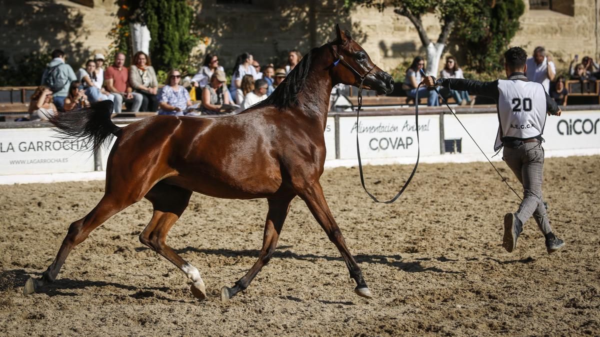 Campeonato Nacional de Caballos Árabes