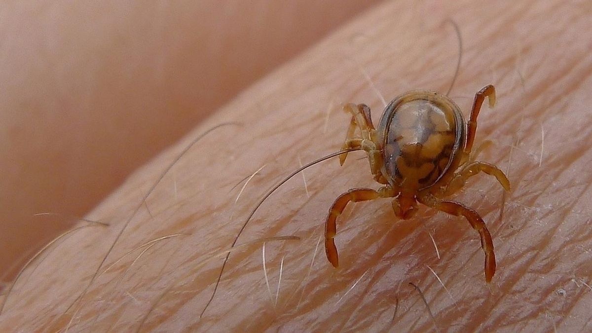 Castilla y León confirma un hombre con fiebre hemorrágica Crimea-Congo en Salamanca