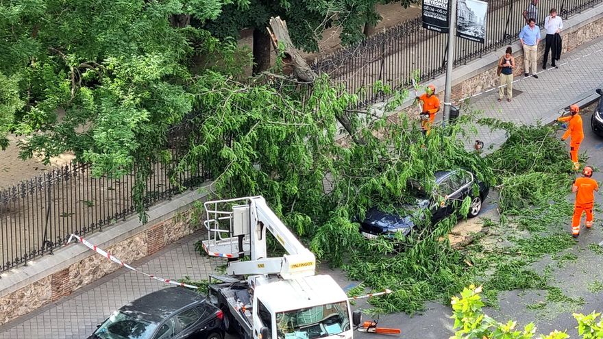 La muerte infantil que desató el temor a las caídas de árboles en Madrid y cierra sus parques cuando se unen viento y calor