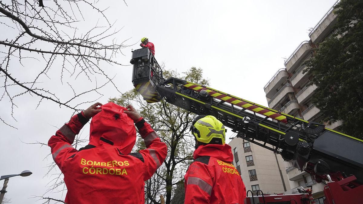 Los bomberos retiran un árbol caído en la Avenida América