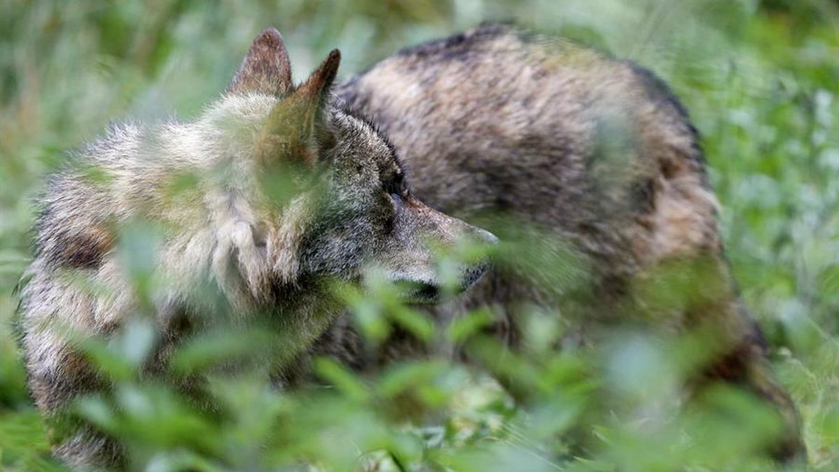 Organizaciones ecologistas alegan contra el decreto asturiano para mantener las cacerías de lobos