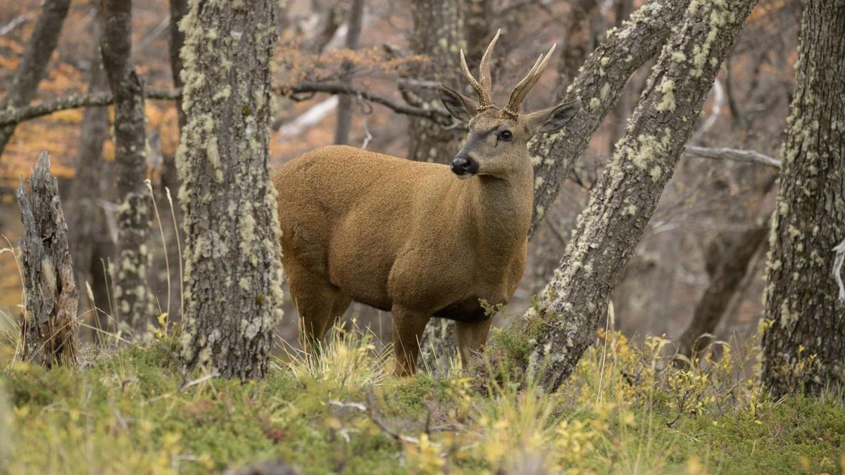 El huemul, ícono de la Patagonia, reaviva el debate sobre el rewilding