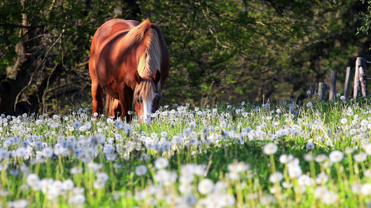 Portada reportaje LF Turismo de Navarra - La Navarra más verde: un viaje de bosques, valles y foces