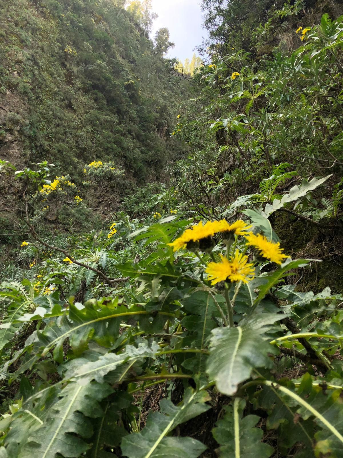 Cerrajas en Marcos y Cordero (San Andrés y Sauces). Foto: ÁNGEL PALOMARES.