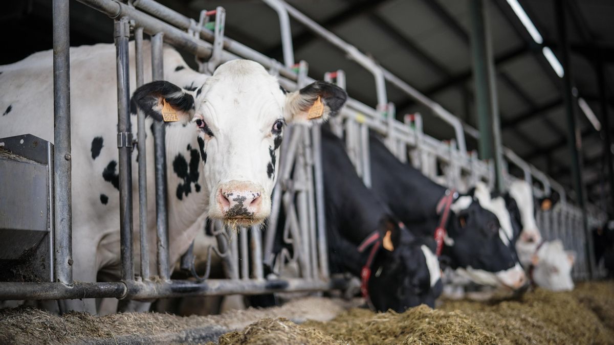 Agricultura alerta de la presencia del virus Shamonda en Toledo en el ganado