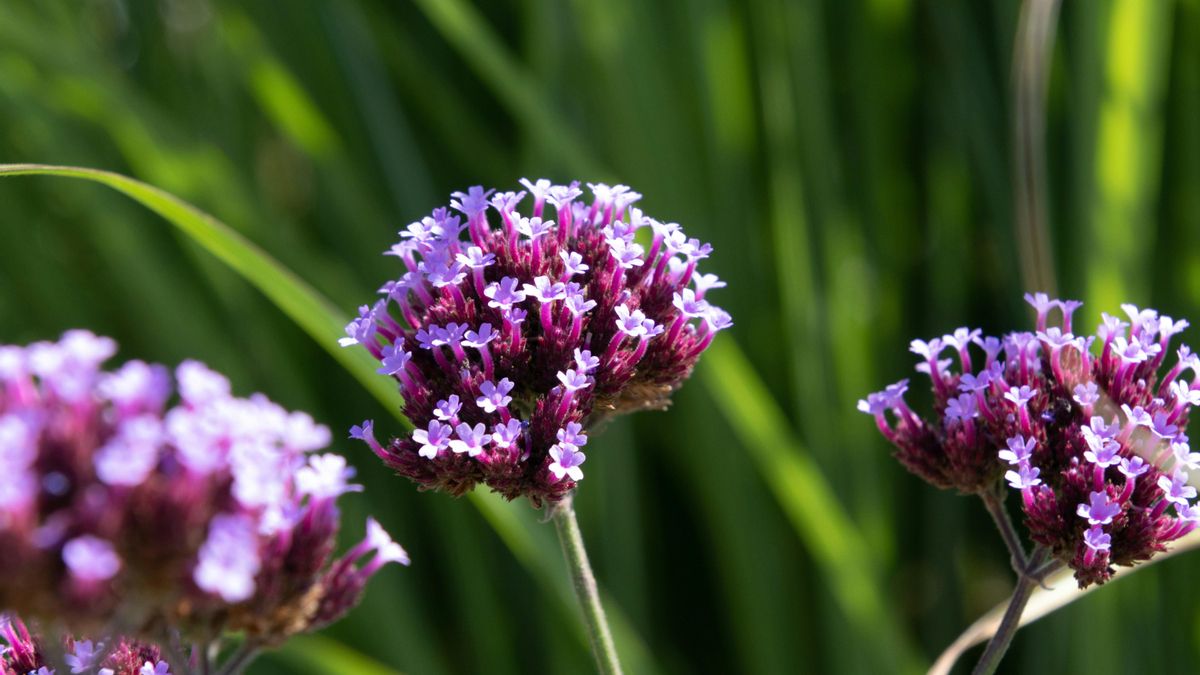 La verbena crece bien en tiestos amplios y combina de maravilla con plantas de porte más suave.