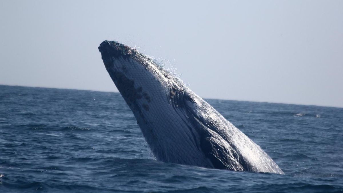 Ballenas en Perú: alarmas acústicas podrían salvarlas de morir en redes de pesca