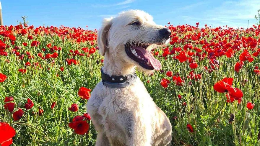 Una fotógrafa y un perro aragoneses, ganadores del concurso que promueve la adopción de animales en España