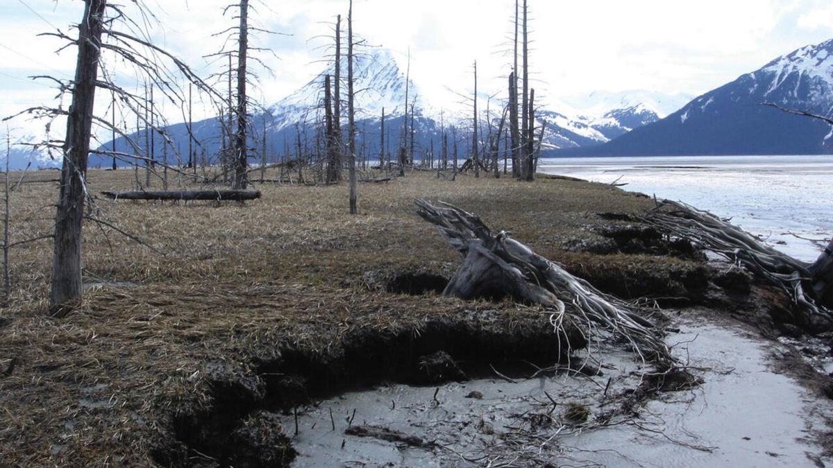 Alaska conserva un Bosque Fantasma que surgió después del mayor terremoto de la historia del país en 1964