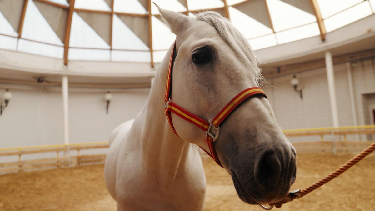 Sangre noble, ciencia y tradición ecuestre: la Parada de Sementales vuelve a la Universidad de Córdoba