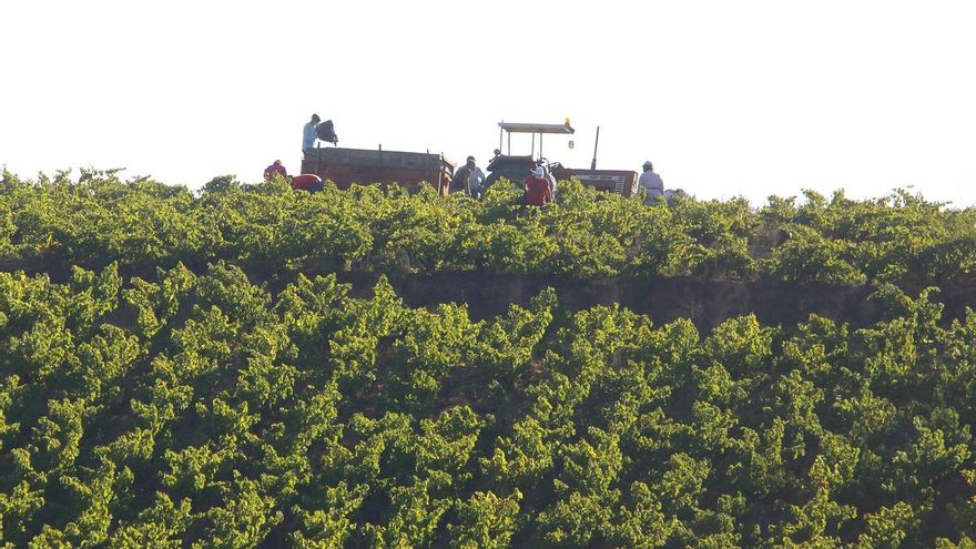 El Bierzo afronta la ‘guerra del vino’ con el arma de lo autóctono para defender el godello frente a Rueda