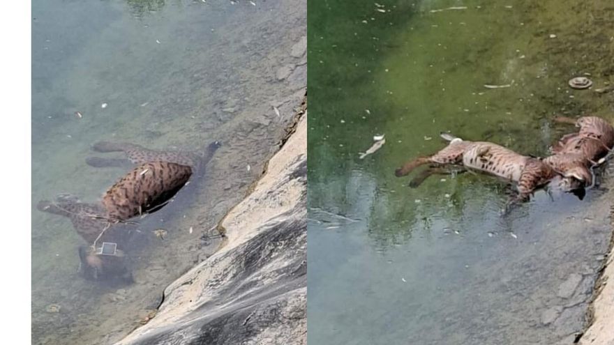 Mueren ahogados una hembra y dos cachorros de lince ibérico en una balsa en Hellín: "Una tragedia evitable"