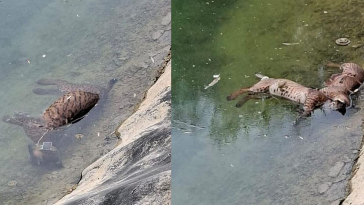 Mueren ahogados una hembra y dos cachorros de lince ibérico en una balsa en Hellín: "Una tragedia evitable"