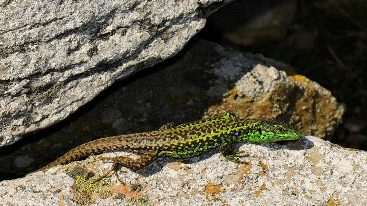 Tres especies únicas de lagartijas en Castilla y León, al borde de desaparecer por los "megaincendios"