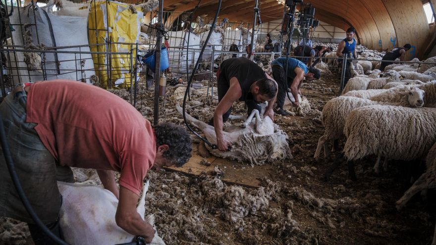 La reivindicación de un oficio que ha sido abandonado: "Ser esquilador es muy duro, los españoles no quieren hacerlo"