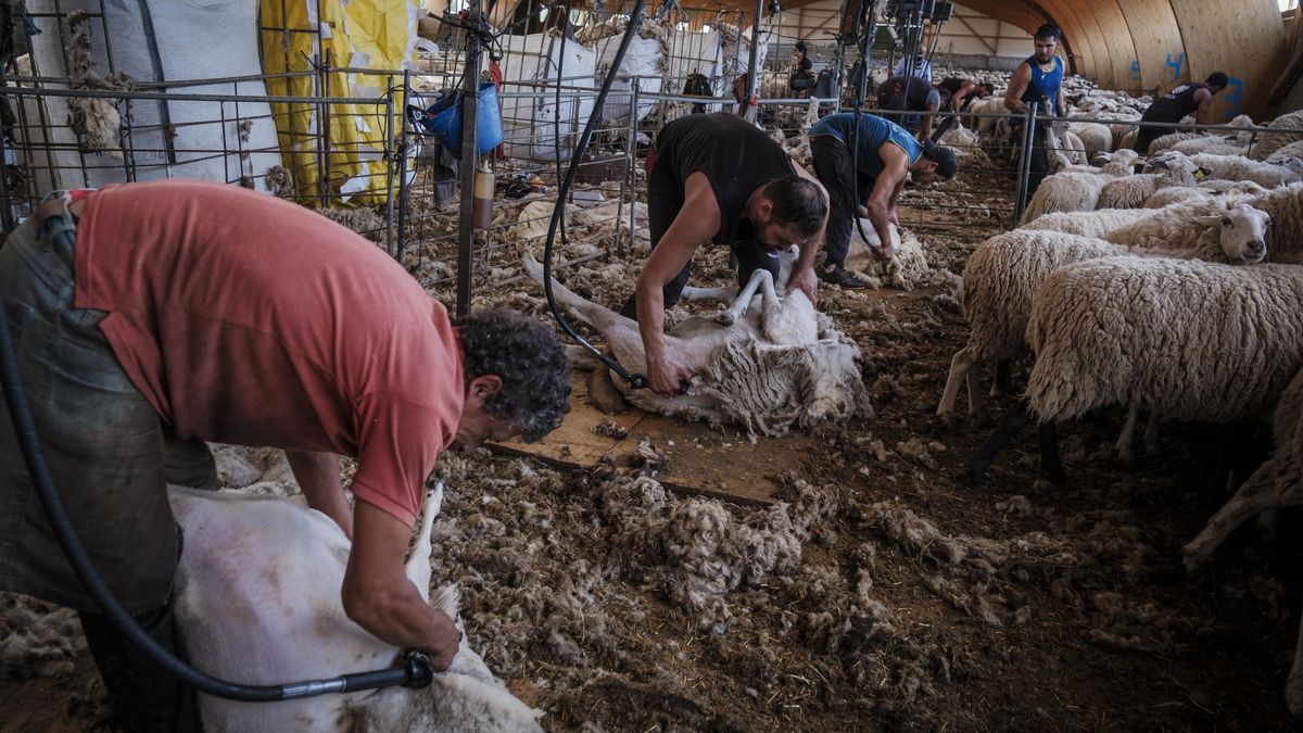 Esquiladores uruguayos en Cantalojas