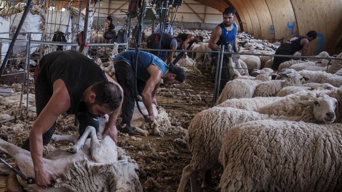Esquiladores uruguayos en Cantalojas