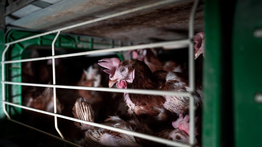 Imagen proporcionada por la ONG Equalia sobre la situación de gallinas enjauladas en una granja de Guadalajara