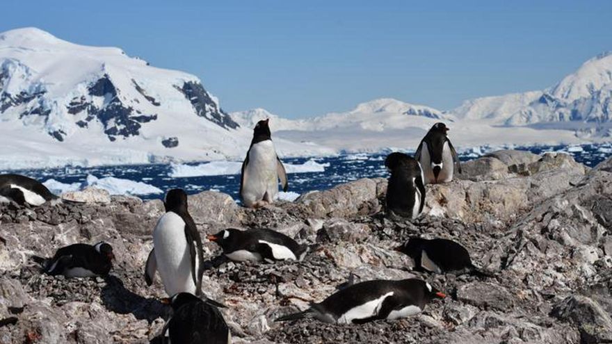 Los pingüinos antárticos, considerados como uno de los más reveladores e importantes indicadores del cambio climático, han adelantado una media de dos semanas la temporada de reproducción debido probablemente al calentamiento global. En la imagen, una colonia de pingüinos papúa en Puerto Neko, en la Antártida. Foto: Ignacio Juárez Martínez/Universidad de Oxford/Universidad Oxford Brookes.