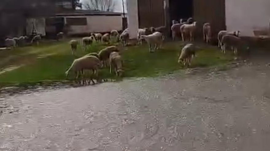 Un ganadero y sus ovejas, incomunicados por el Bullaque: “Estoy aislado pero bien aunque he pasado días muy malos”