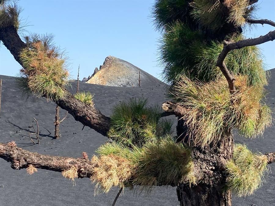 Imagen de un pino brotando en una zona cercana al volcán de La Palma.
