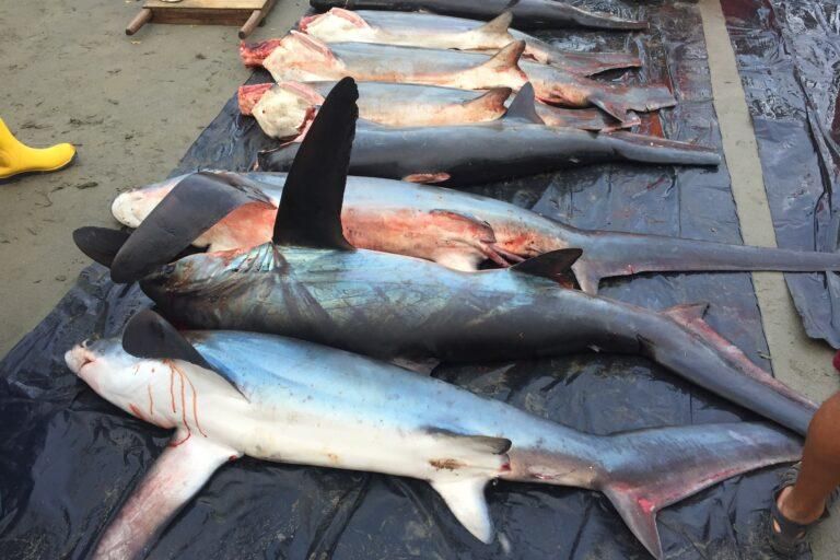 Desembarques de tiburones en la playa de Tarqui, en Manta, Ecuador. Foto: cortesía Alex Hearn/USFQ