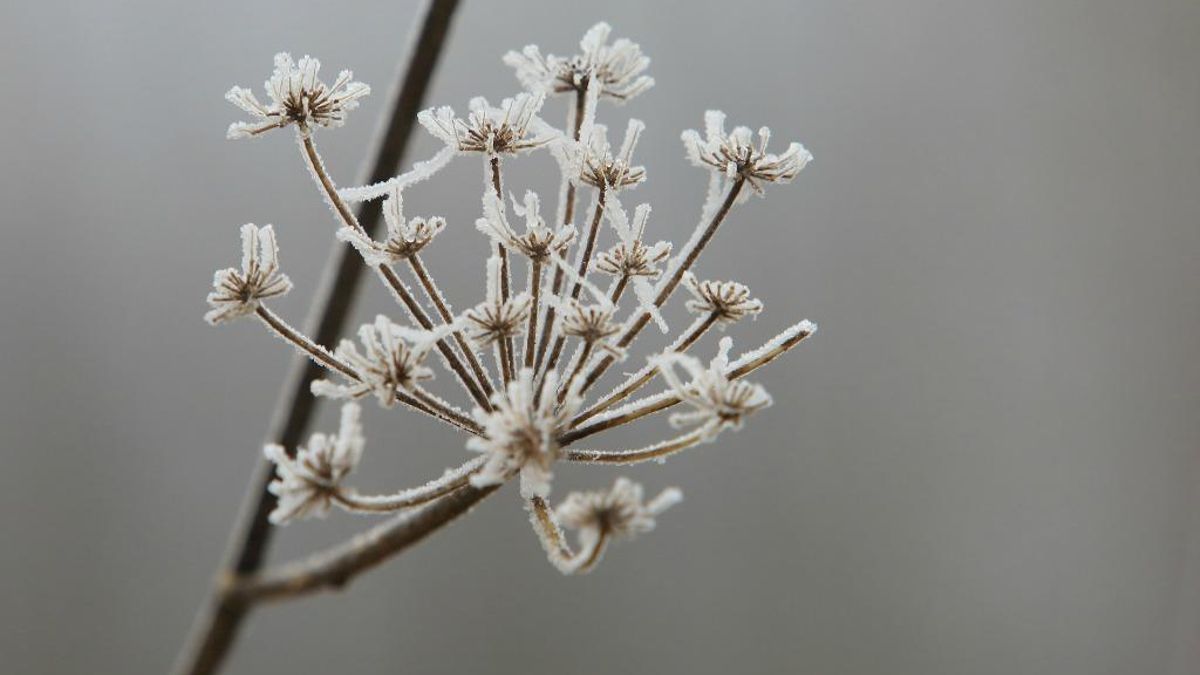 El tiempo hoy en León para Nochevieja, 31 de diciembre: madrugada de temperaturas bajo cero