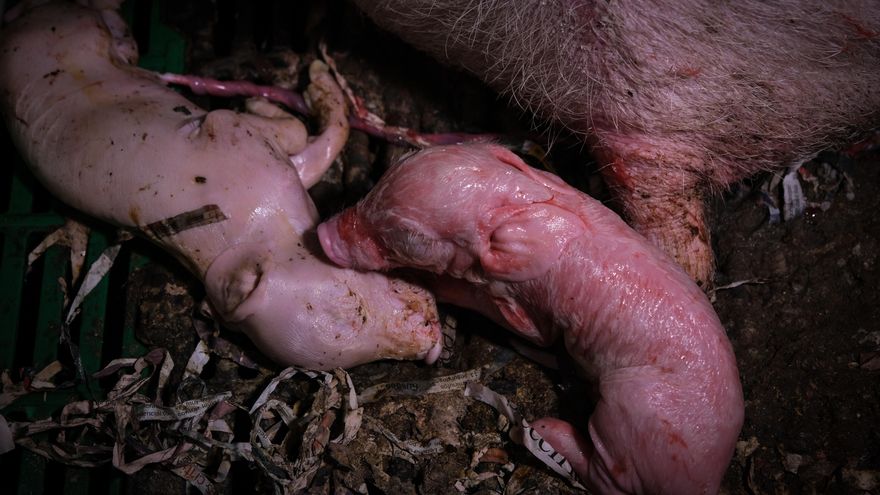 Lechones recién nacidos